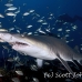 shark_tiger_sand_atlas_h_0078_nca0282_rv.jpg